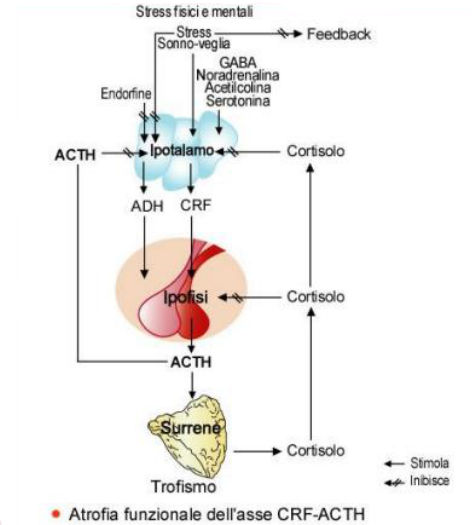 asse ipotalamo-ipofisi-surrene
