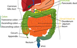 colite patologica o psicologica