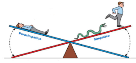 parasimpatico e simpatico